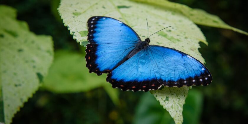 farfalla