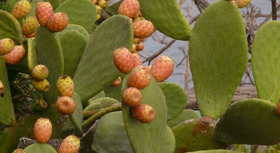 fichi d'india