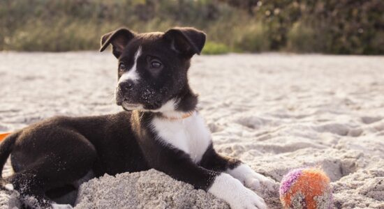 fido
