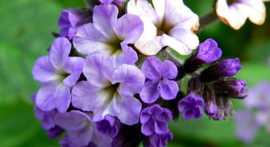 fiore