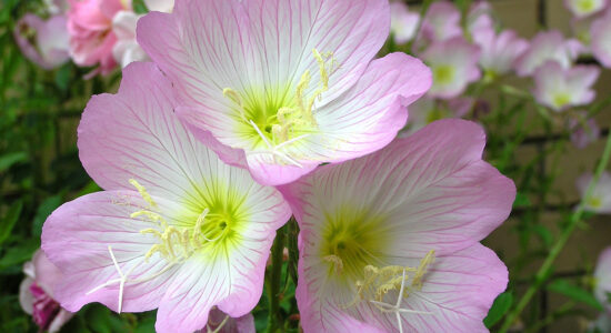fiore