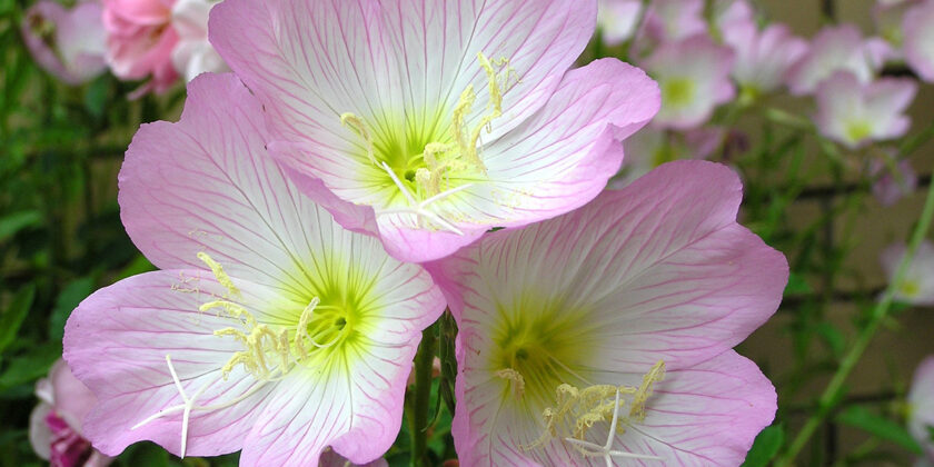fiore