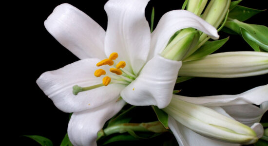 fiore