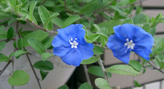 fiore