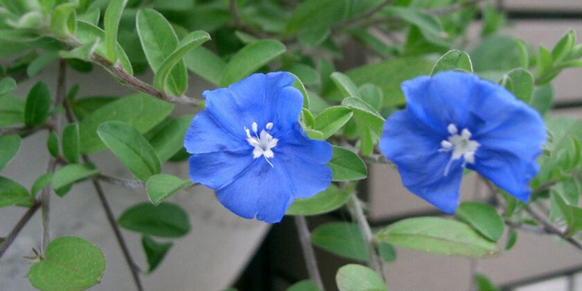 fiore