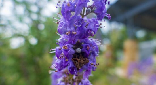 fiore di agnocasto