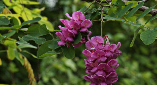 fiori