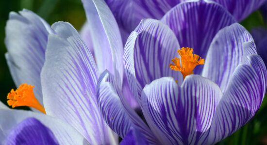 fiori