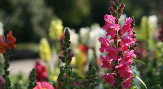 fiori