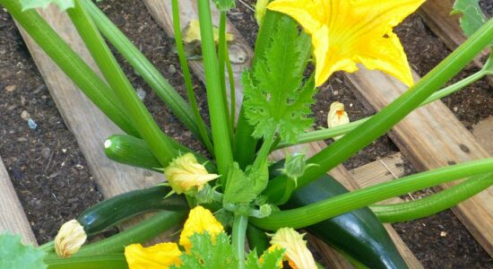 fiori zucchini