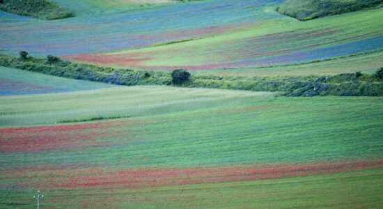 fioritura