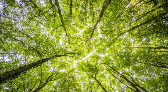 foresta