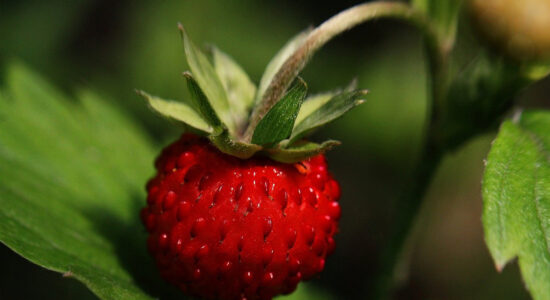 fragole