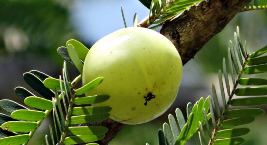 frutto