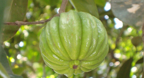 garcinia cambogia