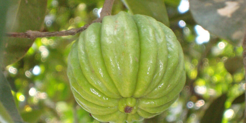 garcinia cambogia