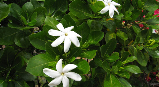 gardenia tahitensis