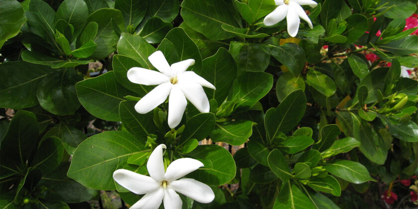 gardenia tahitensis