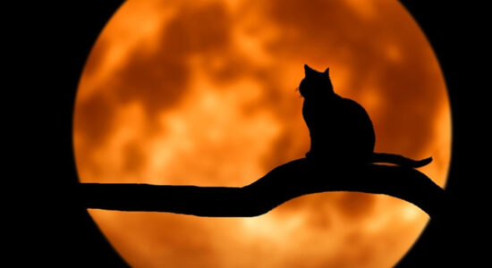 gatti