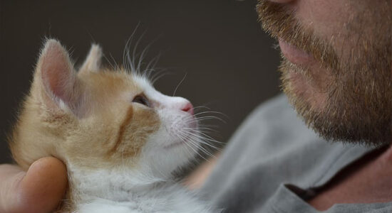 gatto