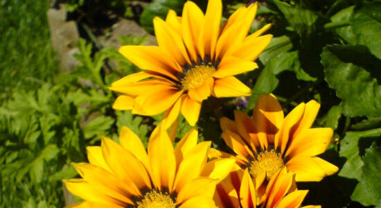 gazania