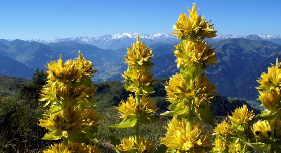 genziana