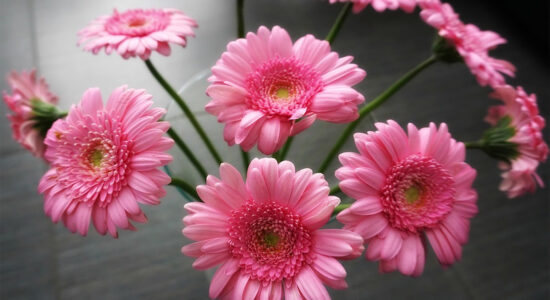 fiori di gerbera