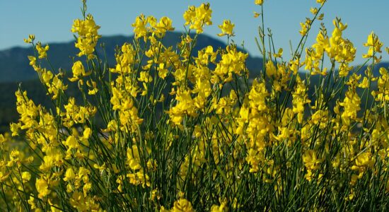 ginestra