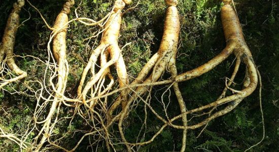 ginseng