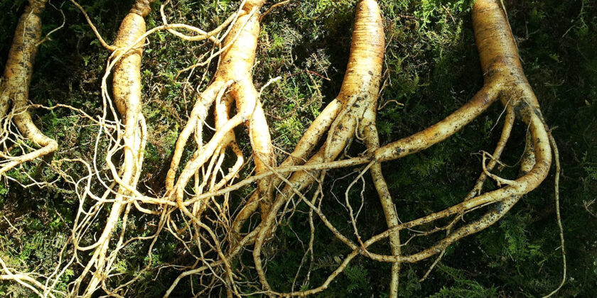 ginseng