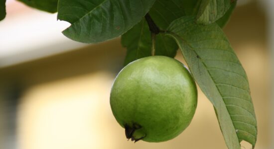 guava