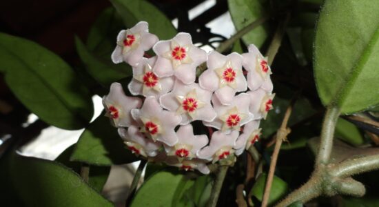 hoya