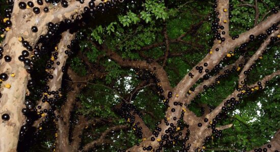 jabuticaba