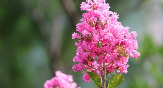 lagerstroemia