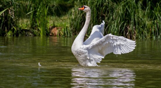 lago