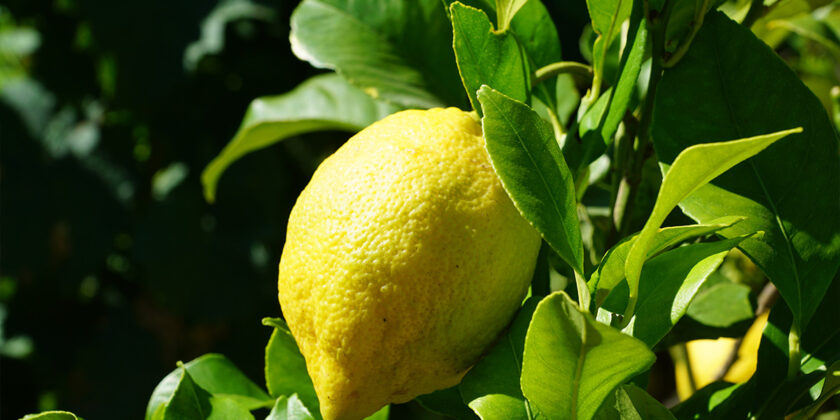 limone