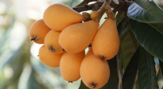 loquat