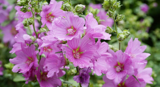 fiori di malva
