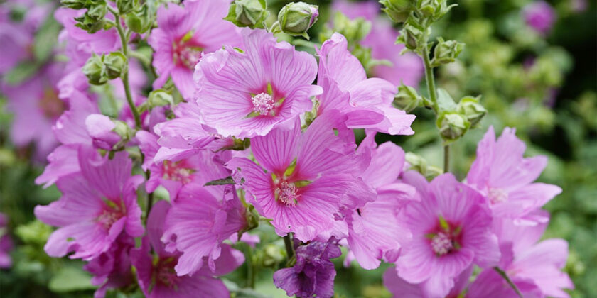 fiori di malva