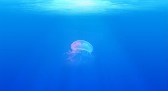mare meduse
