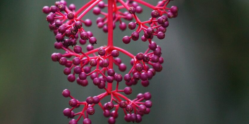 medinilla magnifica, pianta ornamentale