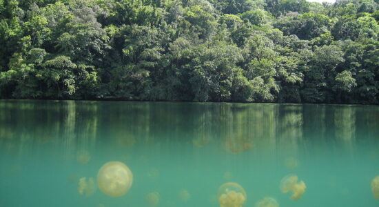 meduse