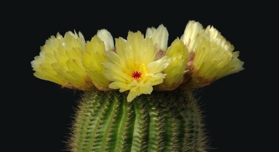 notocactus
