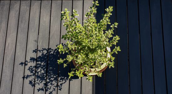 origano
