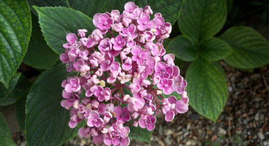 ortensia macrophylla