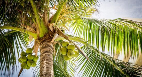 palma da cocco