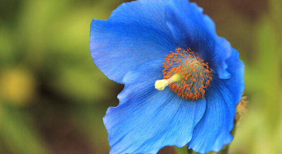 papavero blu