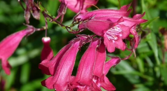 penstemon