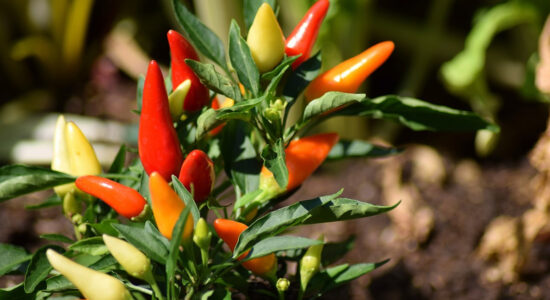 peperoncino