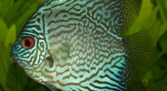 pesce